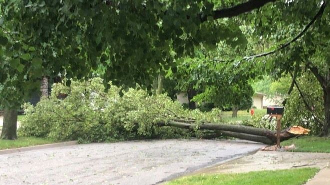 Tree across road